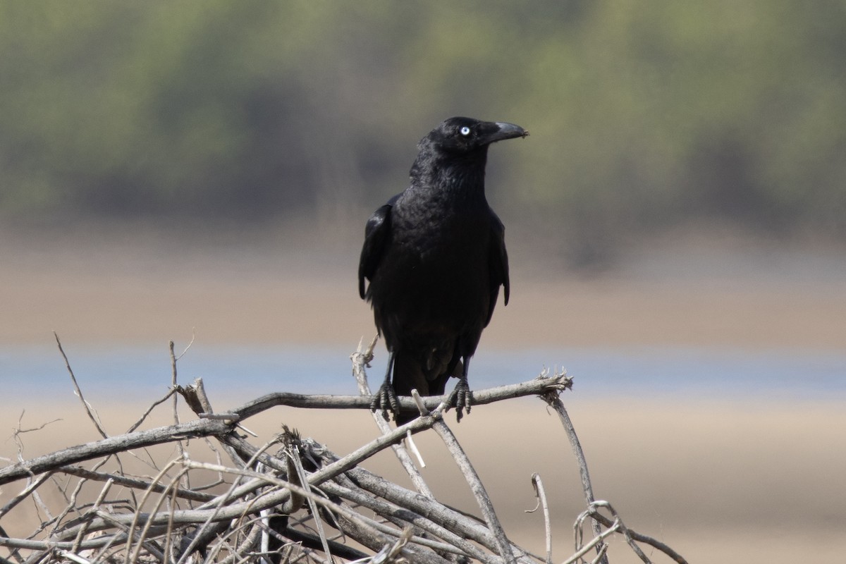 Forest Raven - ML644566452