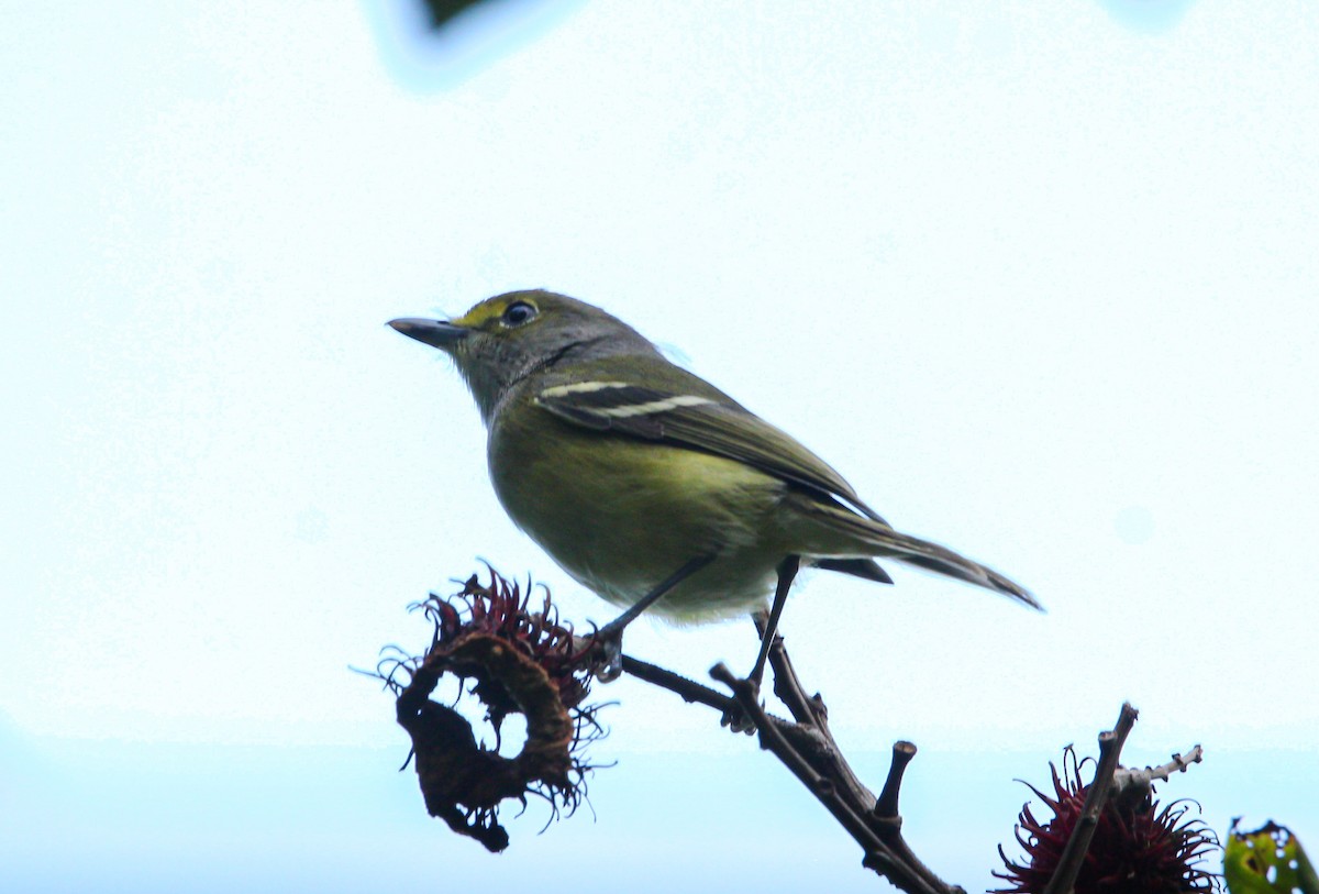White-eyed Vireo - ML644566454