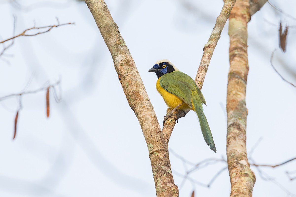 Green Jay - ML644566458