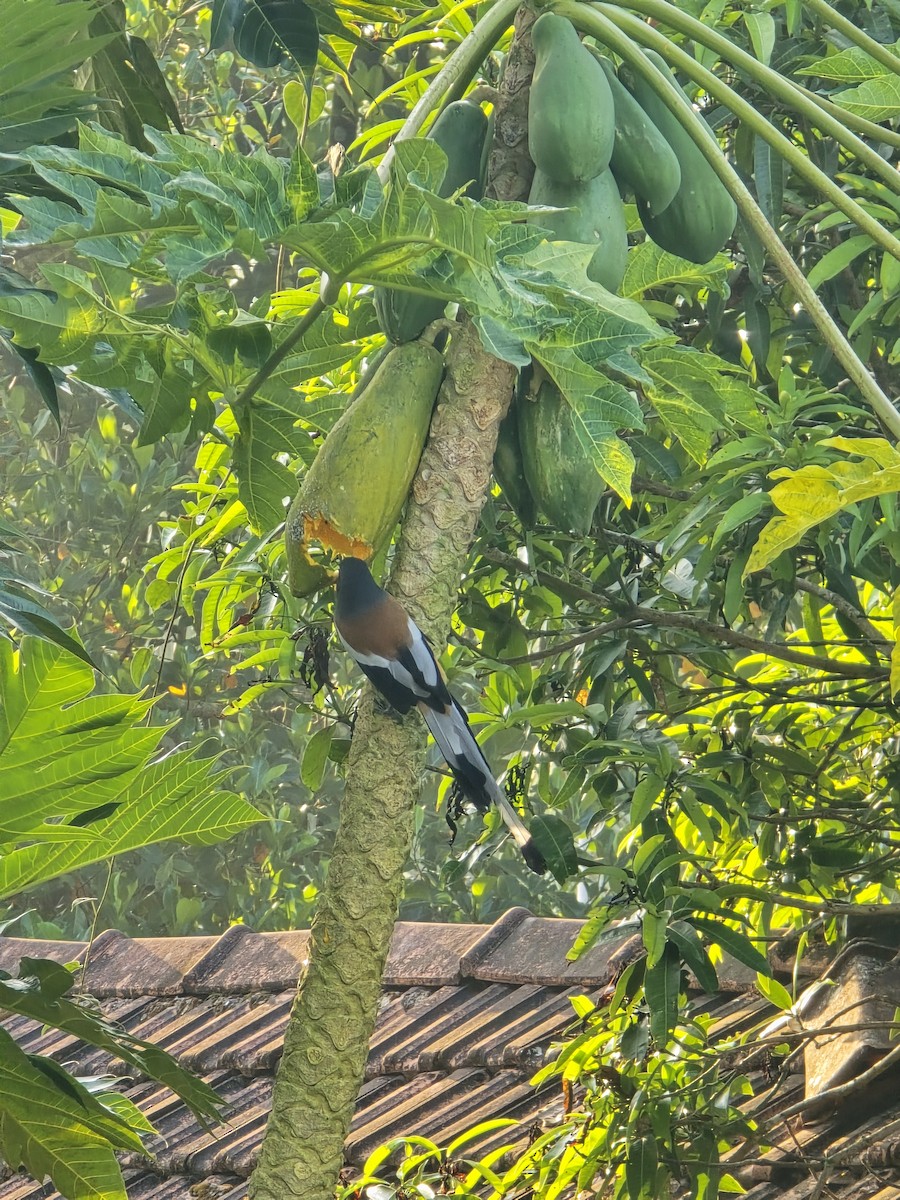 Rufous Treepie - ML644566461