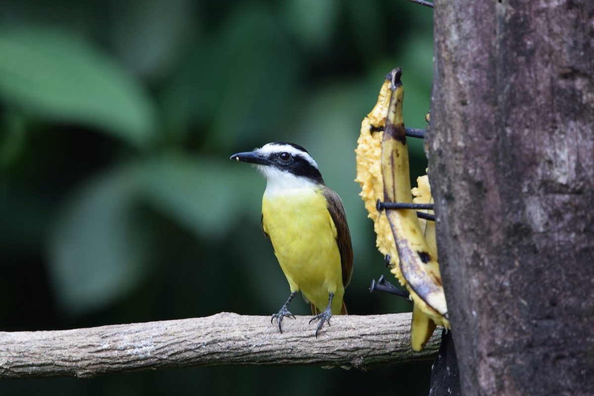 Bienteveo Común - ML644566467