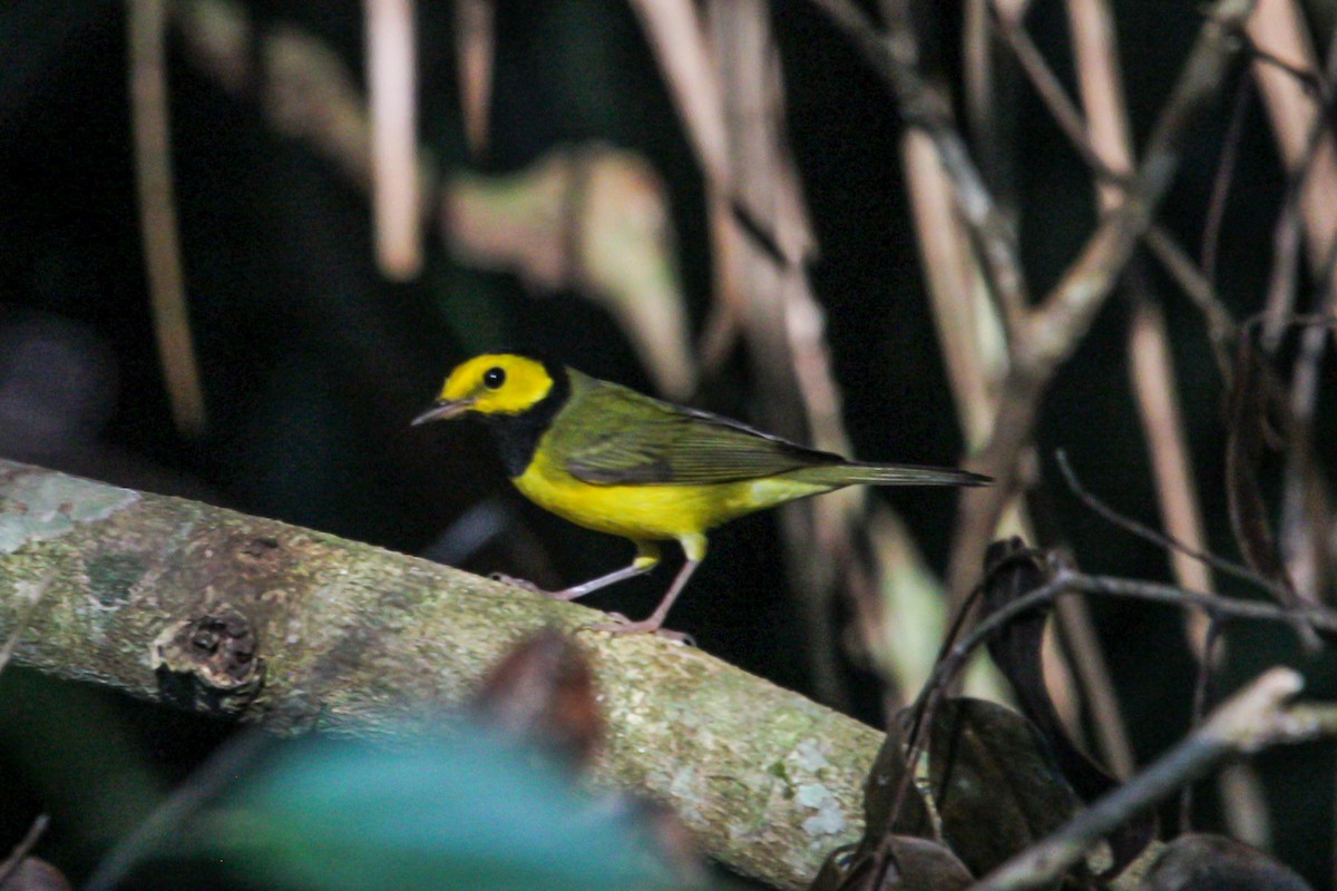 クロズキンアメリカムシクイ - ML644566473