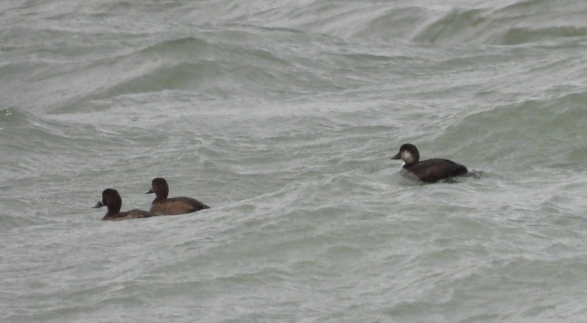 クロガモ - ML644566479