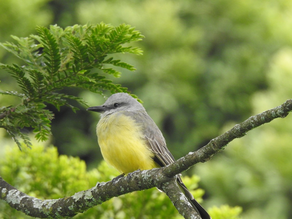 Tyran mélancolique - ML644566505