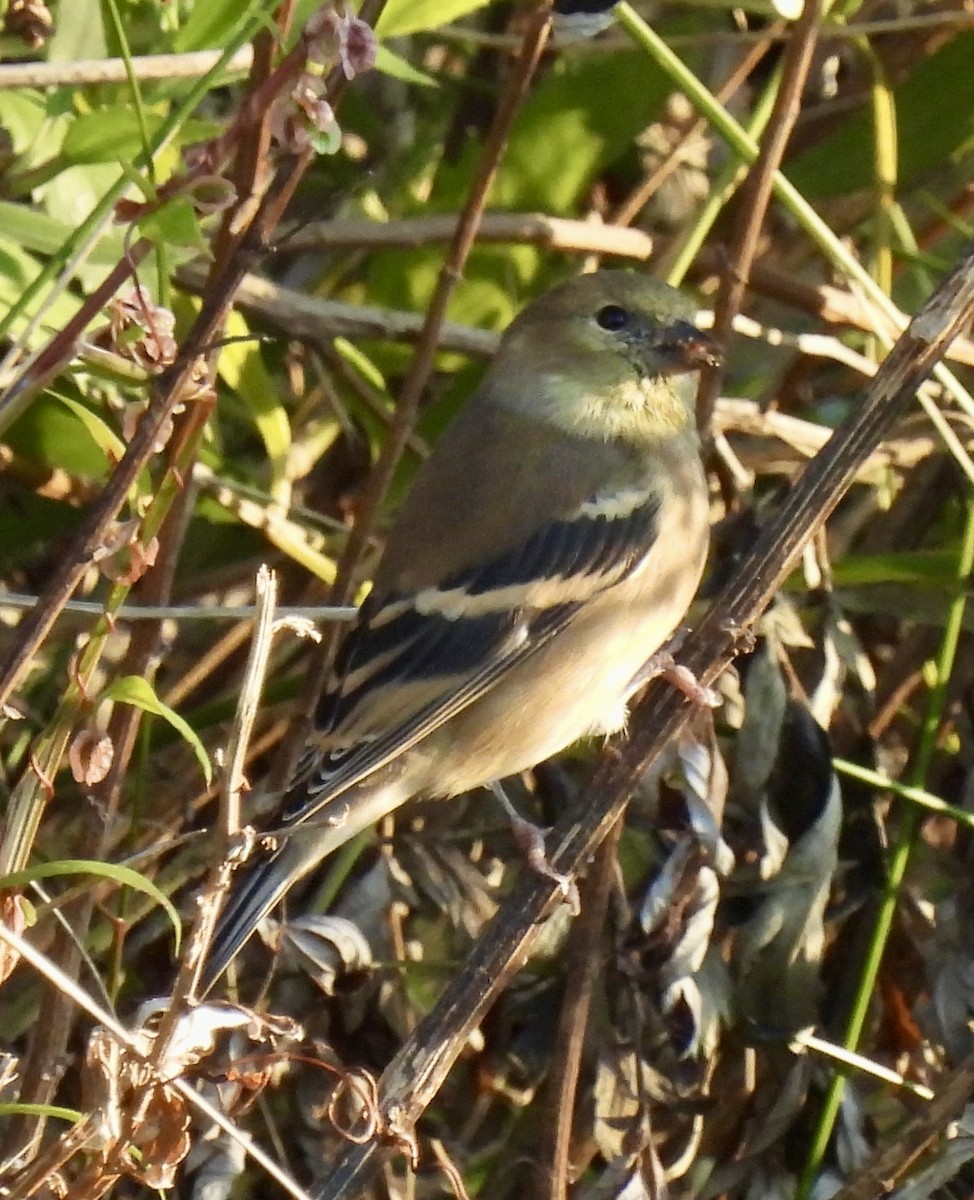 American Goldfinch - ML644566508