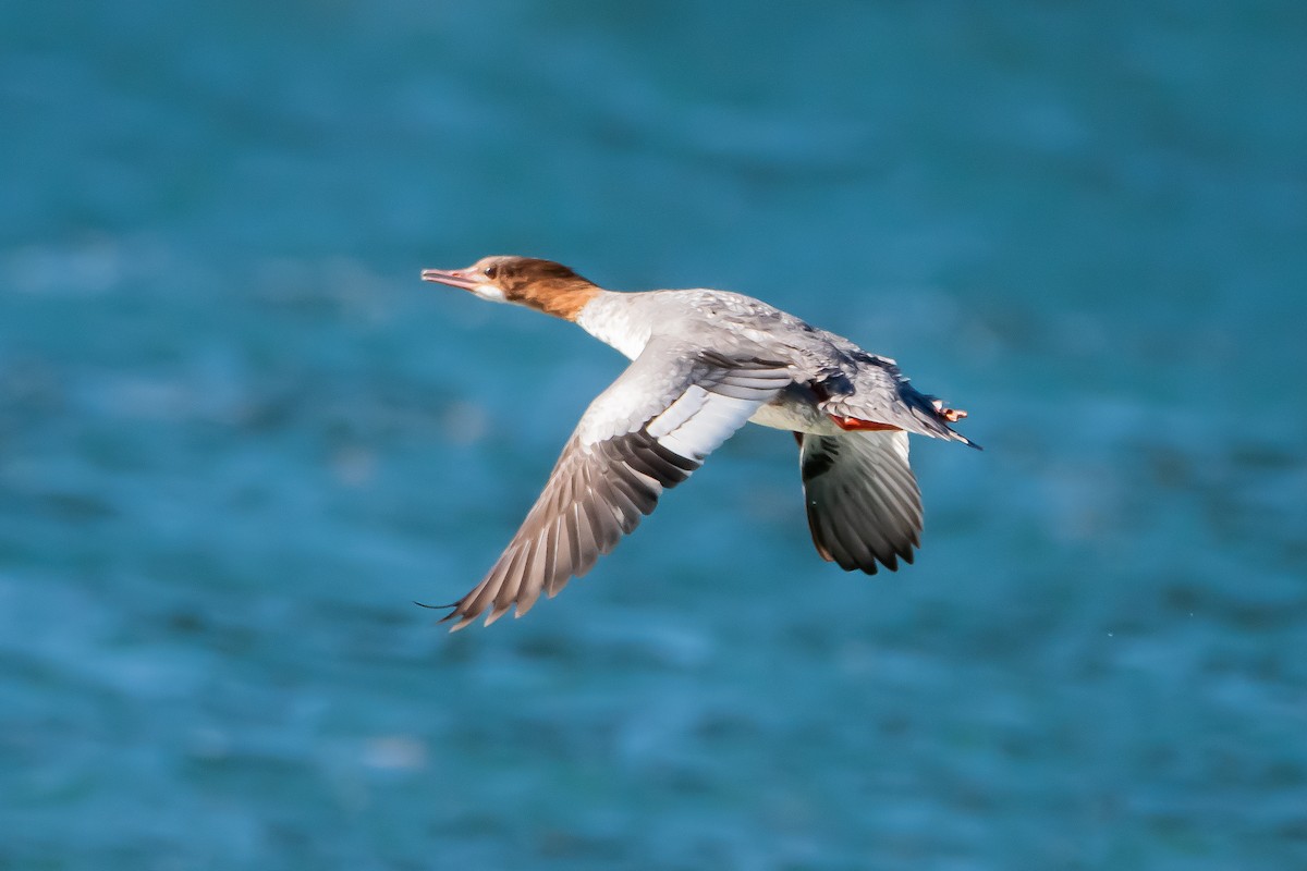 Хумхин бохио - ML644566511