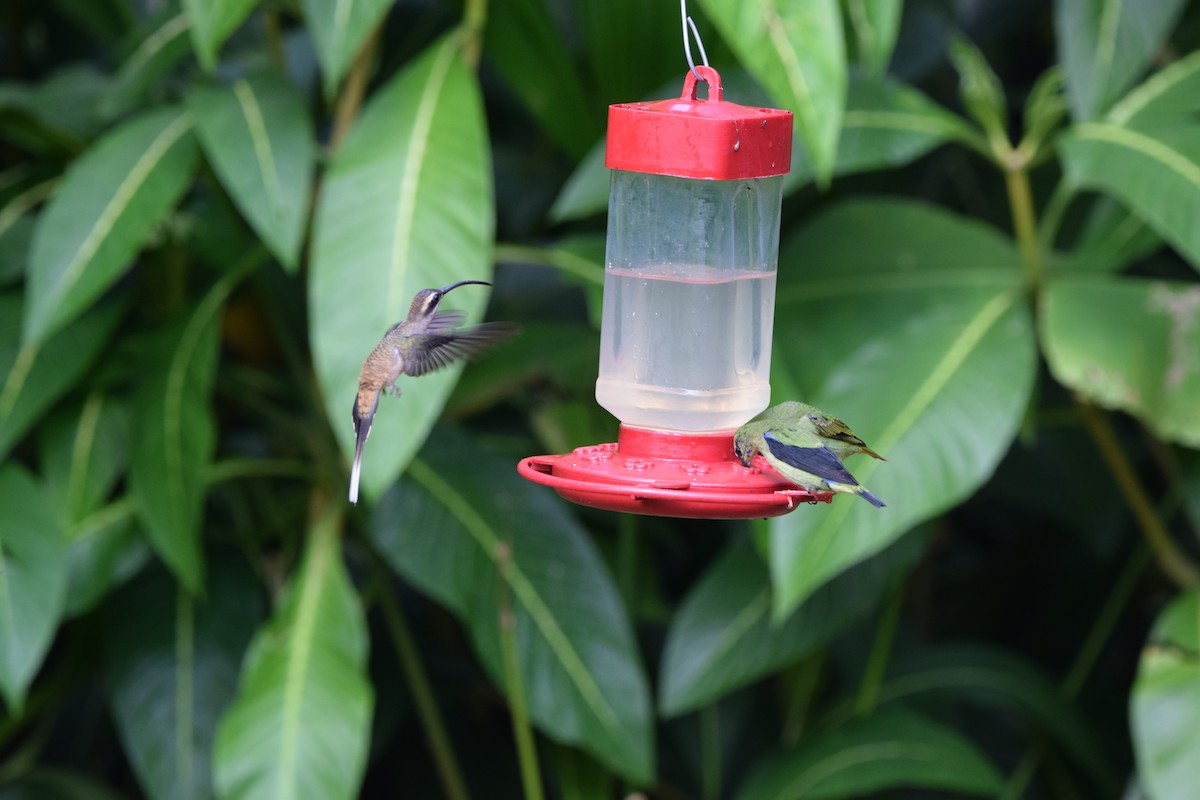 Long-billed Hermit - ML644566519