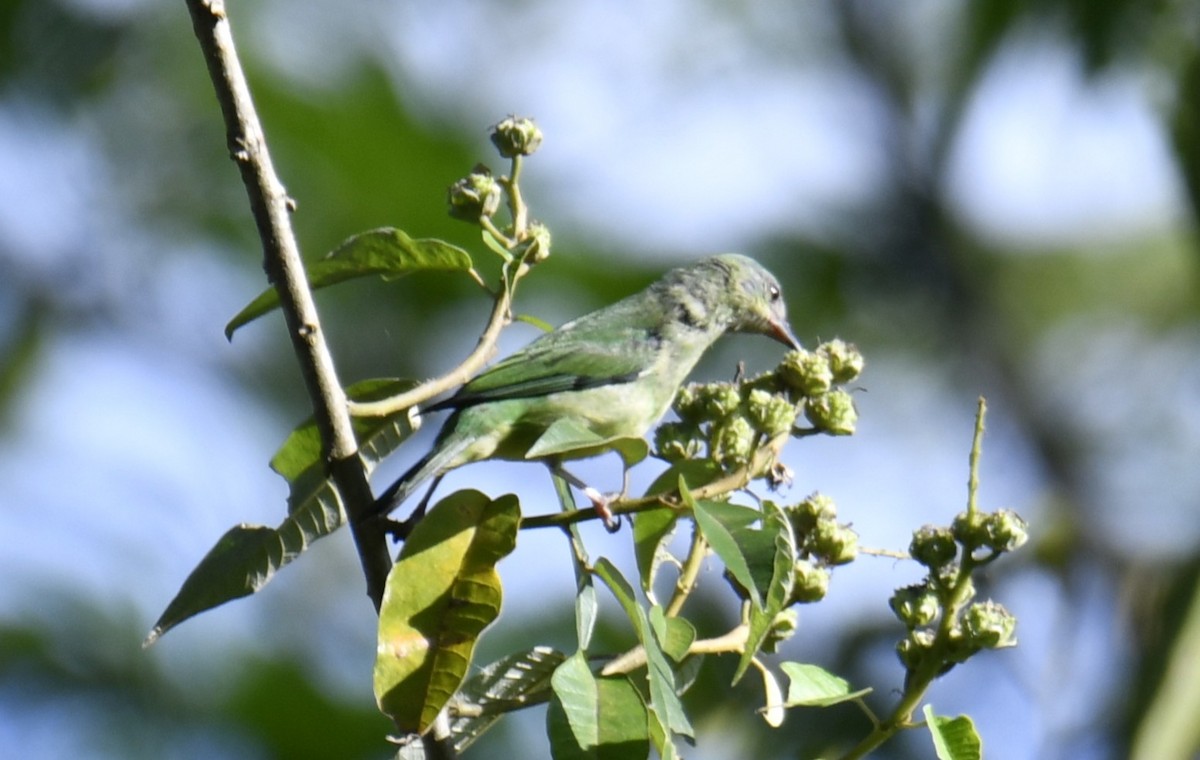 Blue Dacnis - ML644566531