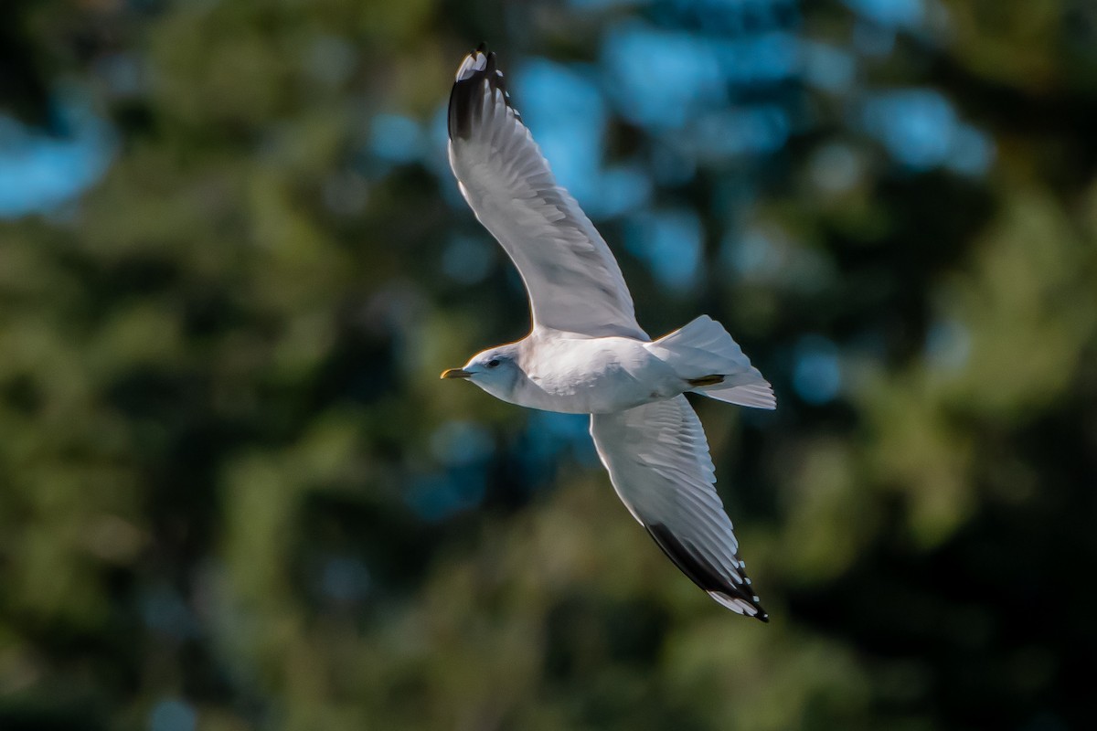 Short-billed Gull - ML644566534