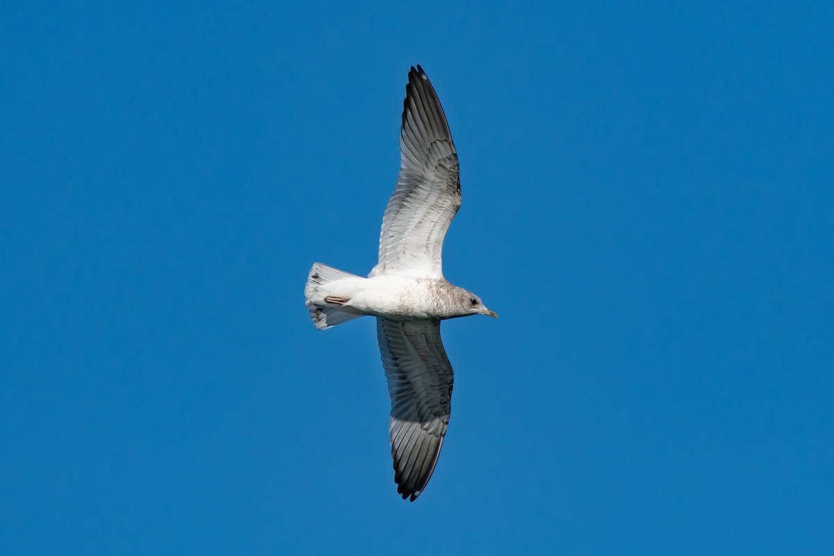 Short-billed Gull - ML644566535