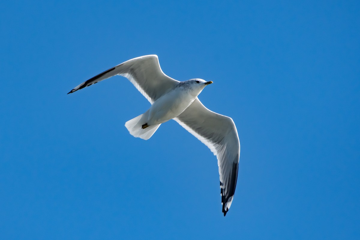 Short-billed Gull - ML644566537