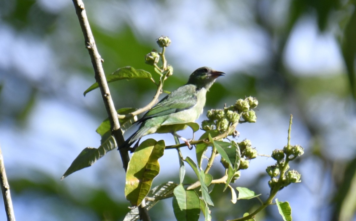 Blue Dacnis - ML644566538