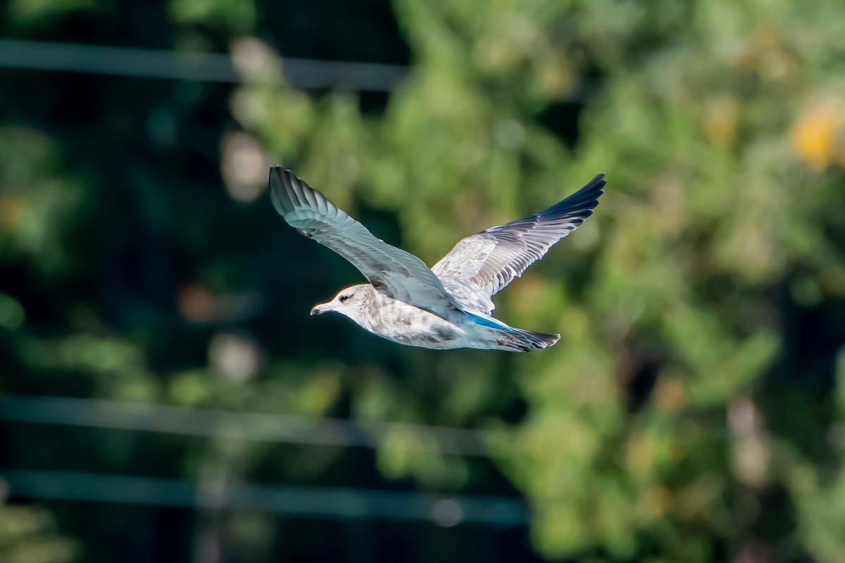 California Gull - ML644566546