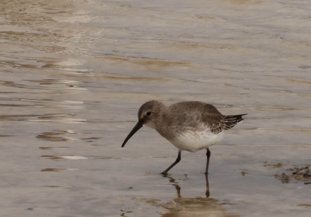 Dunlin - ML644566549