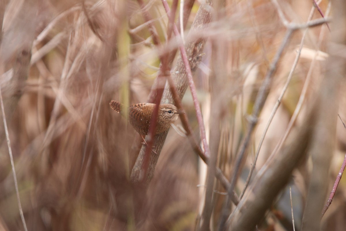 Orman Çıtkuşu - ML644566554