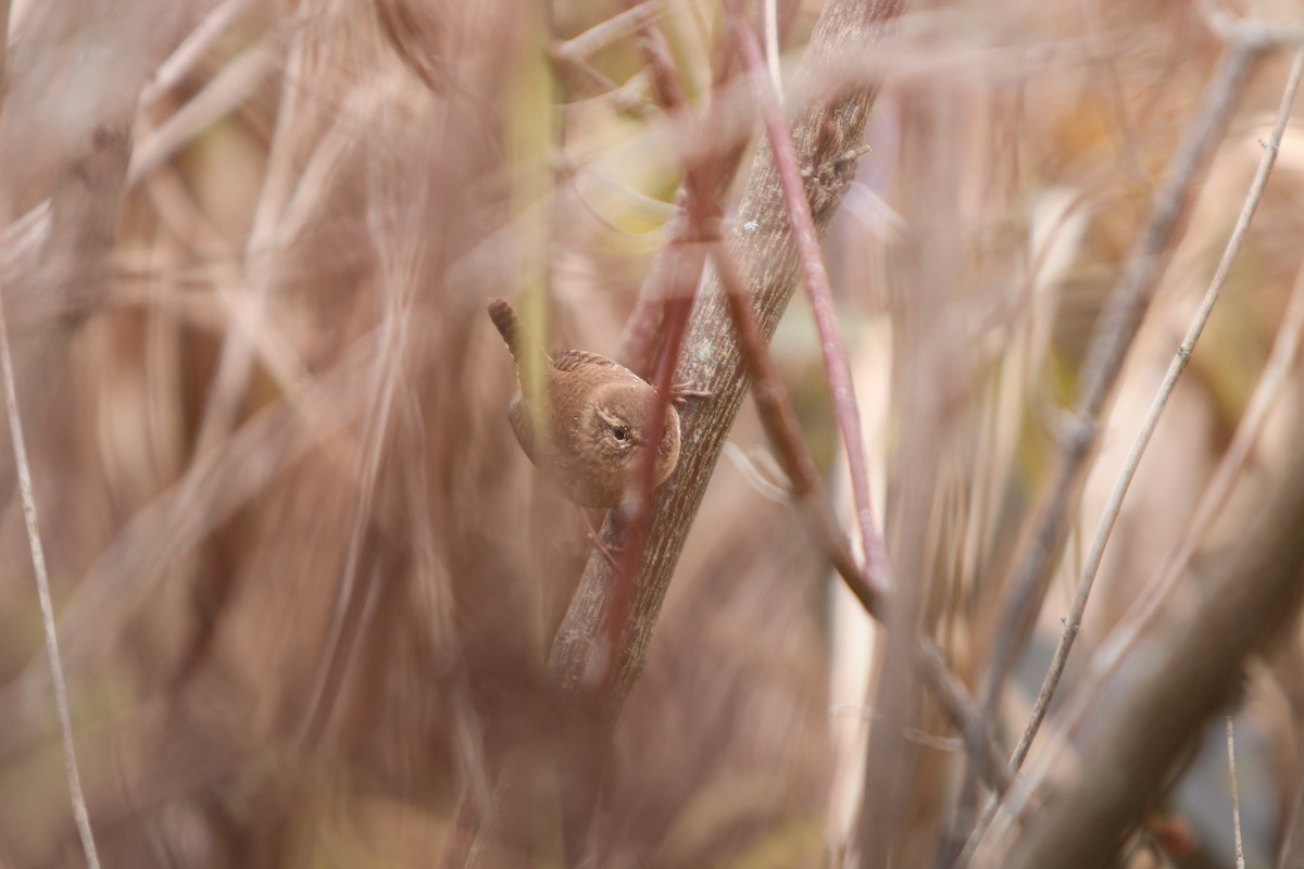 Orman Çıtkuşu - ML644566555