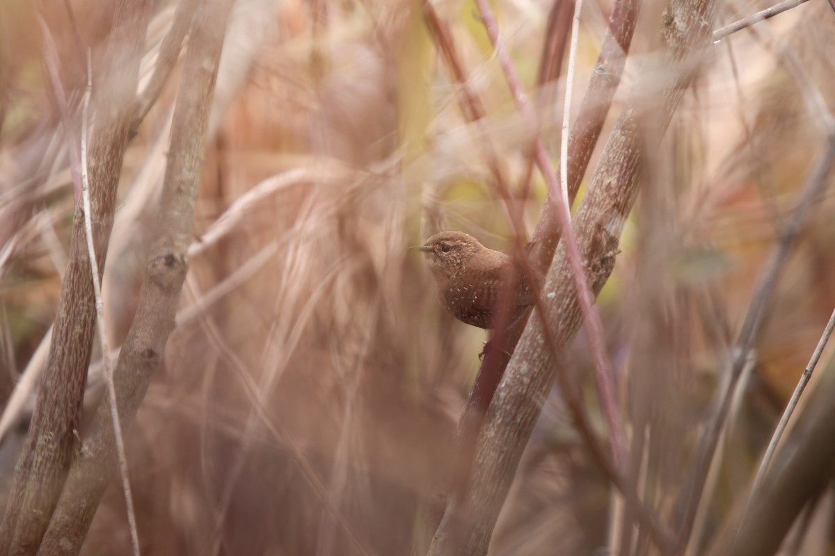 Orman Çıtkuşu - ML644566556