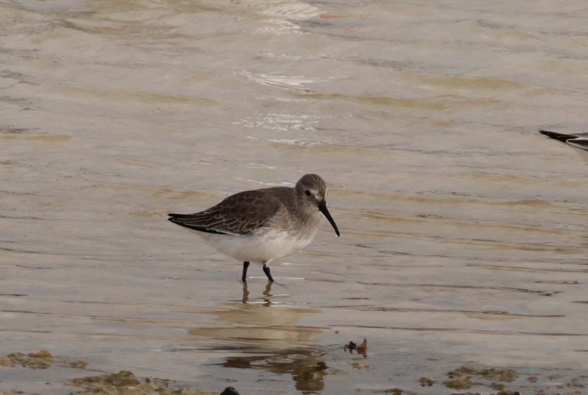 Dunlin - ML644566557
