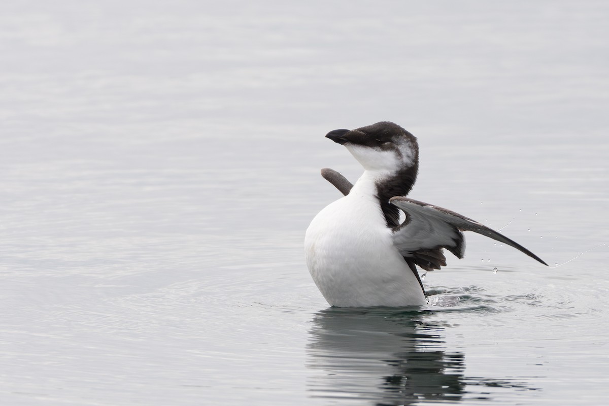 Razorbill - ML644566564