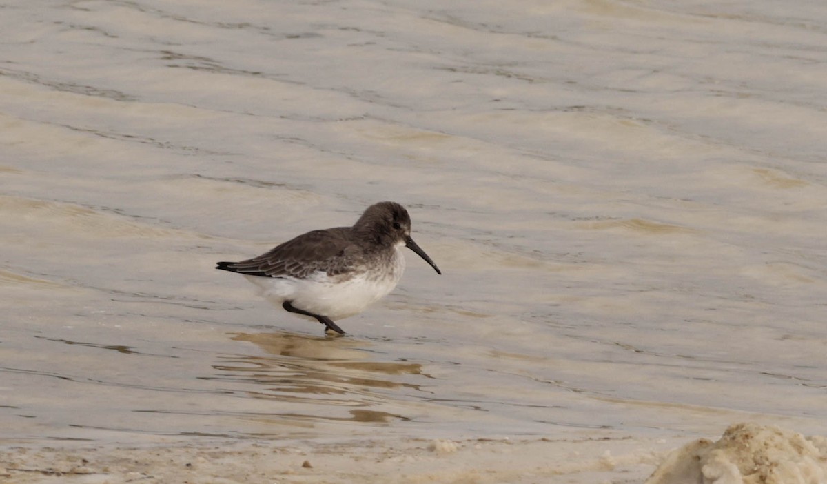 Dunlin - ML644566567