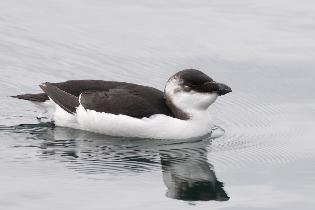 Razorbill - ML644566569