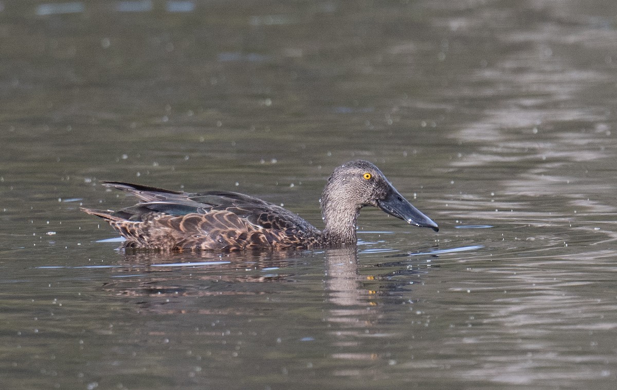 Canard bridé - ML644566570