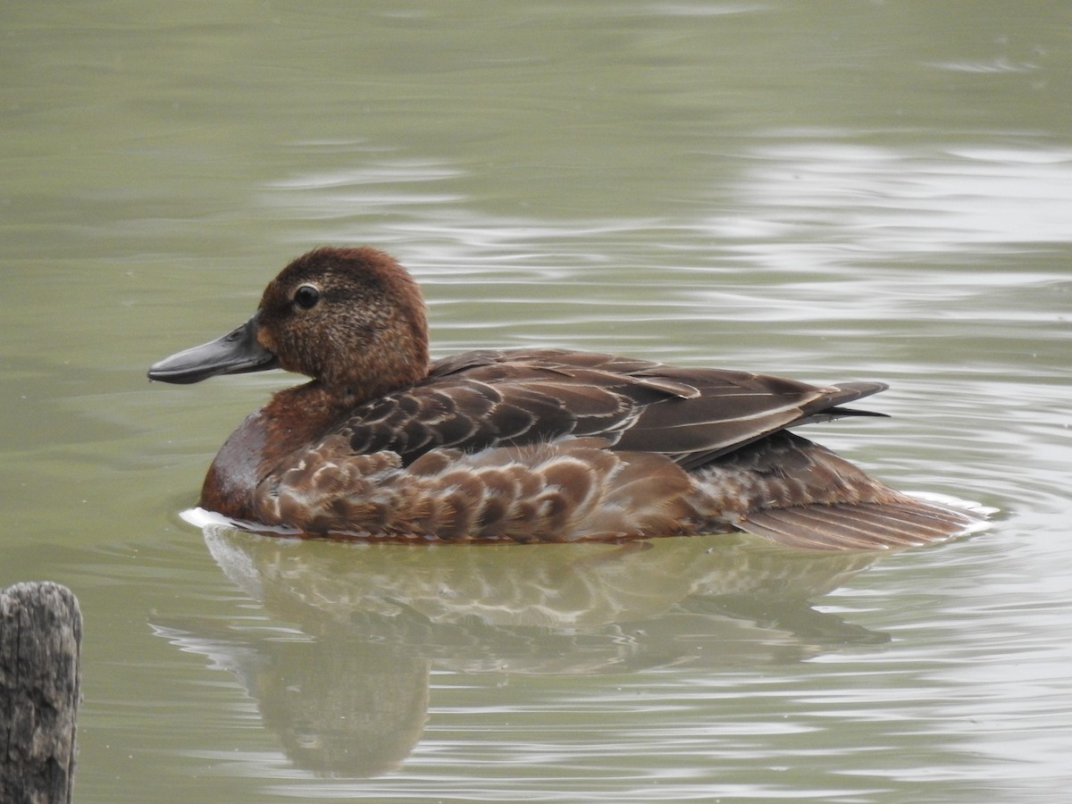 Pied-billed Grebe - ML644566573