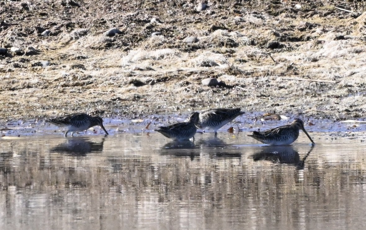 Wilson's Snipe - ML644566575
