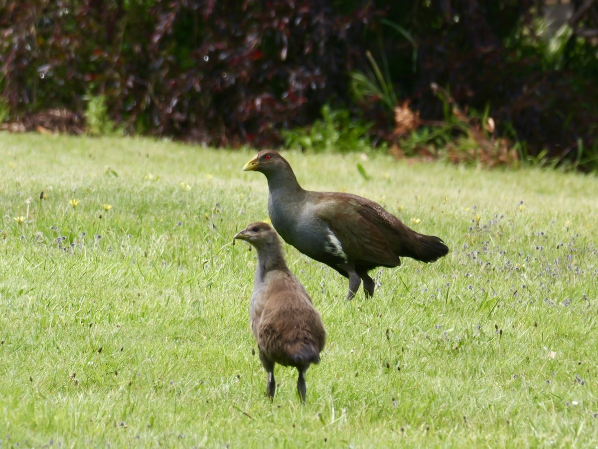 Tasmanian Nativehen - ML644566581