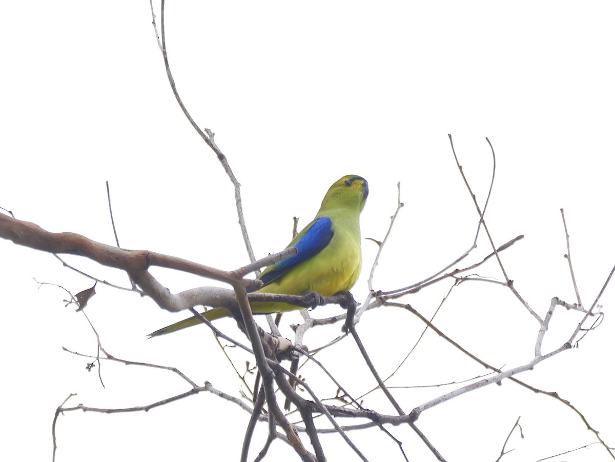 Папужка синьокрилий - ML644566585