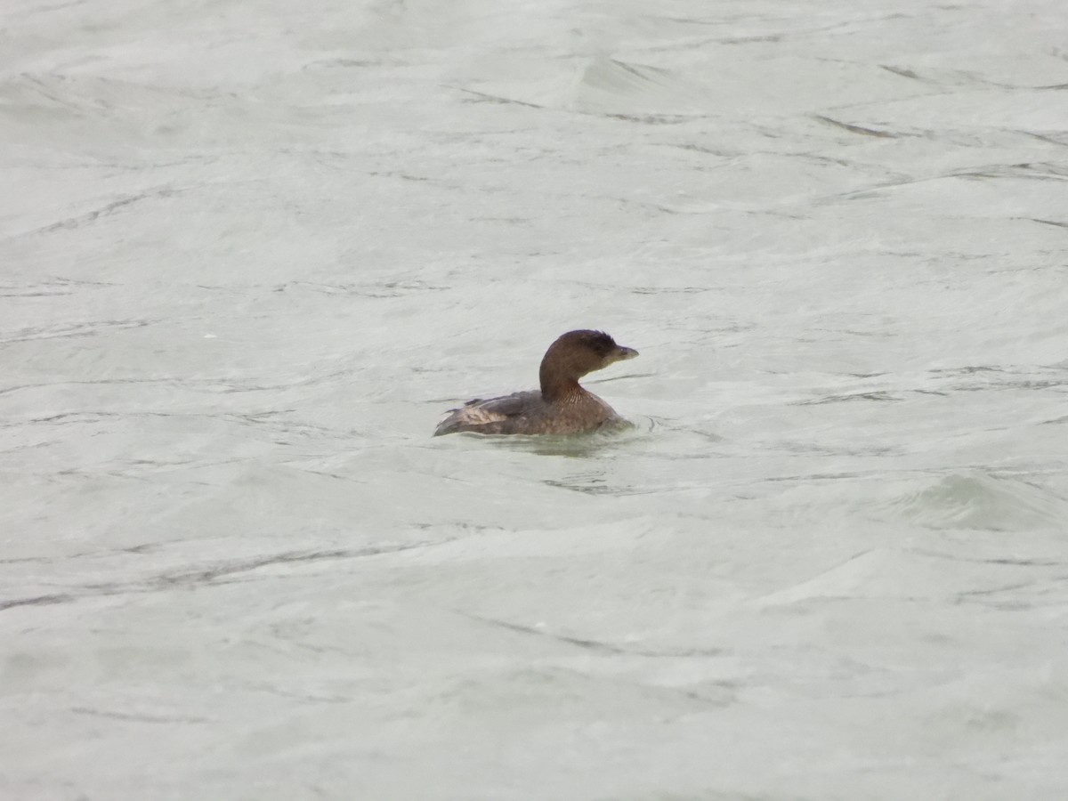 Pied-billed Grebe - ML644566587