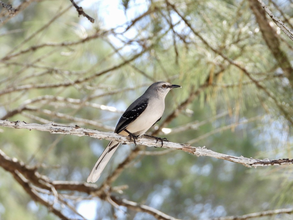 Tropical Mockingbird - ML644566588