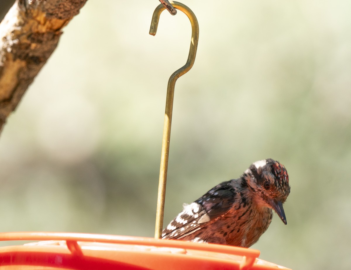 leiderspett - ML644566589