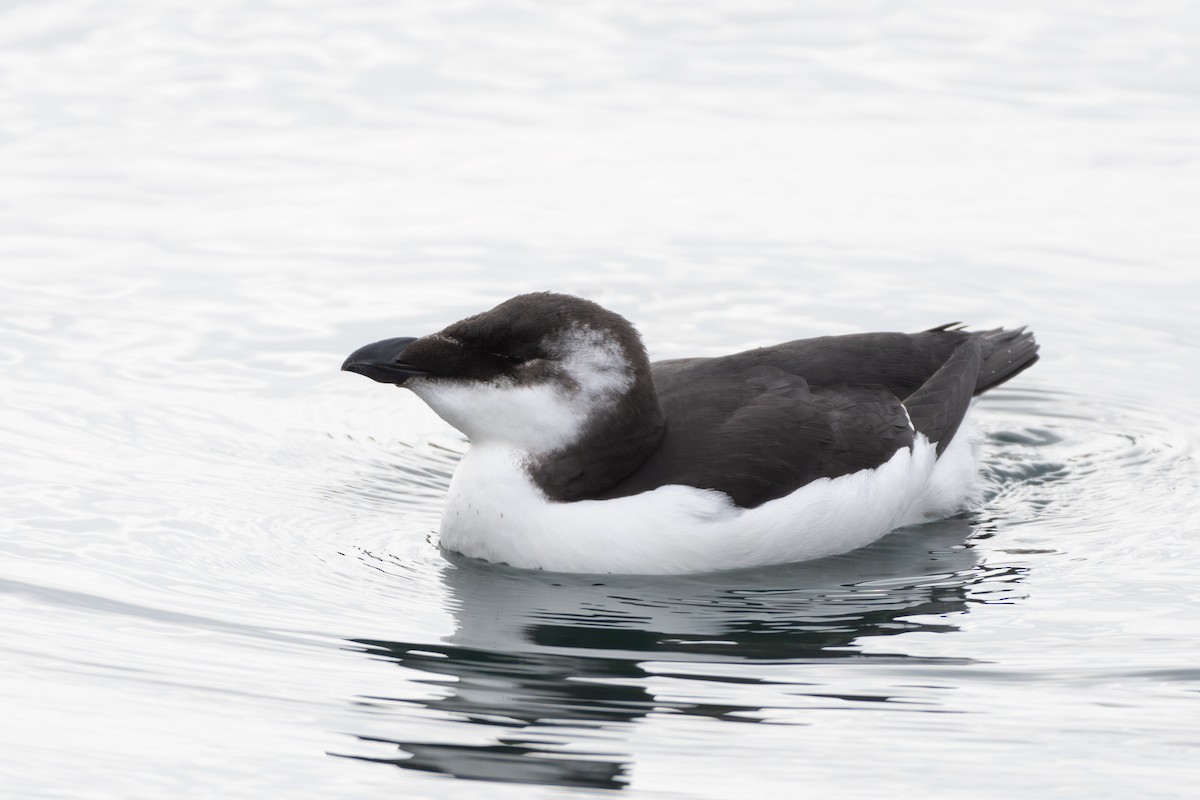 Razorbill - ML644566591