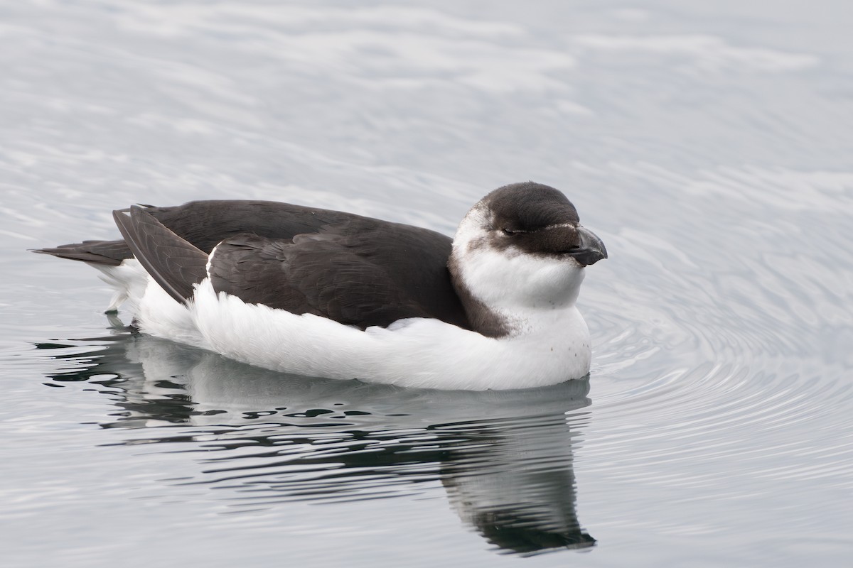 Razorbill - ML644566592