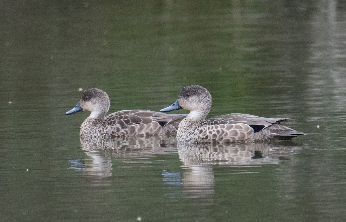 ハイイロコガモ - ML644566607