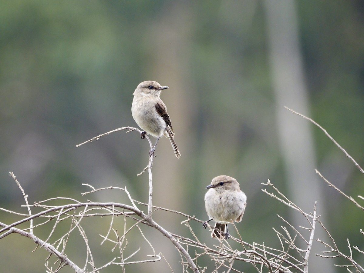 タスマニアヒタキ - ML644566608