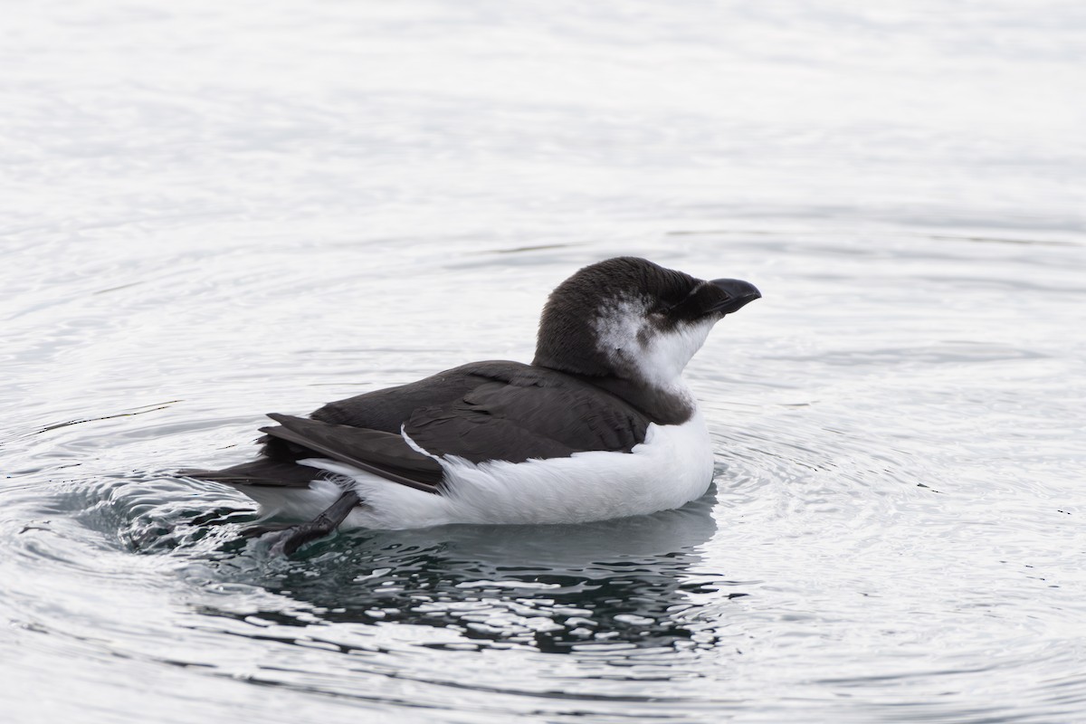 Razorbill - ML644566617