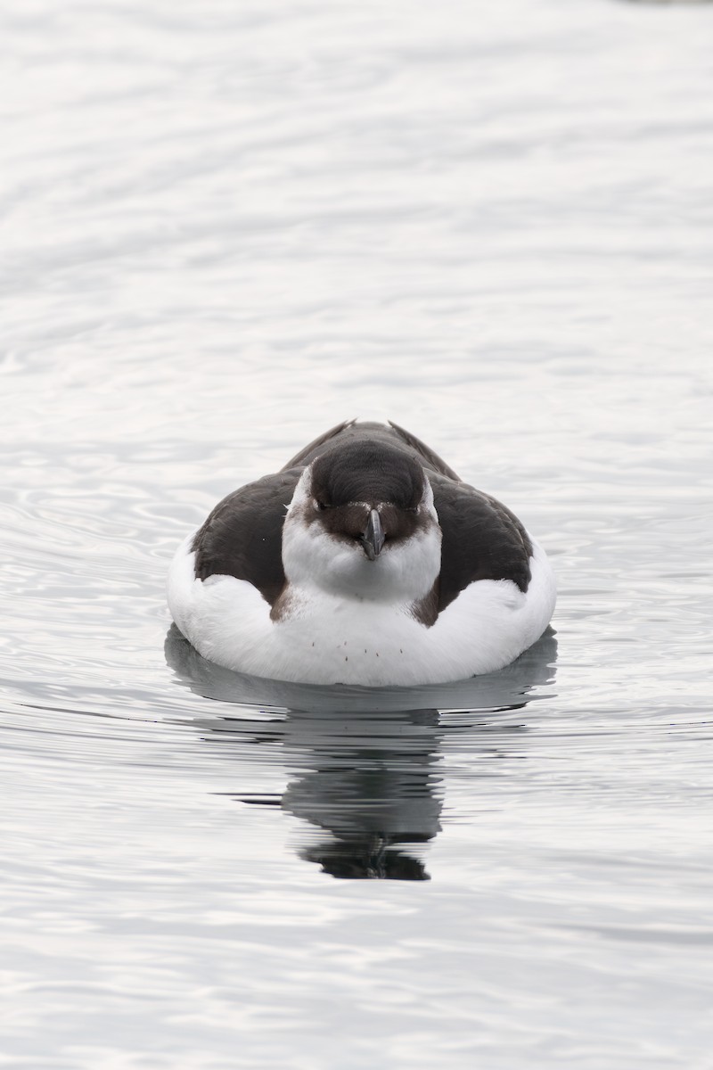 Razorbill - ML644566624