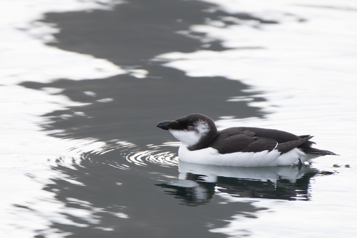 Razorbill - ML644566625
