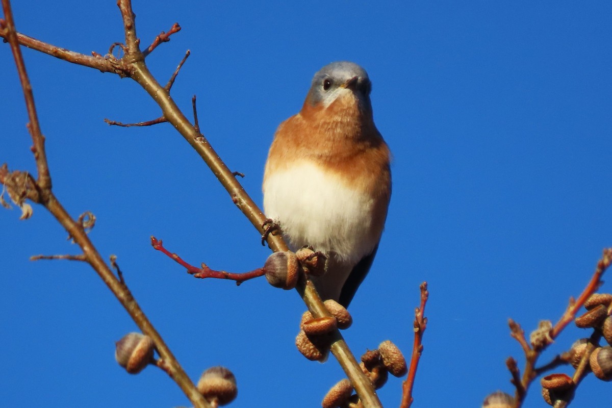 Eastern Bluebird - ML644566629