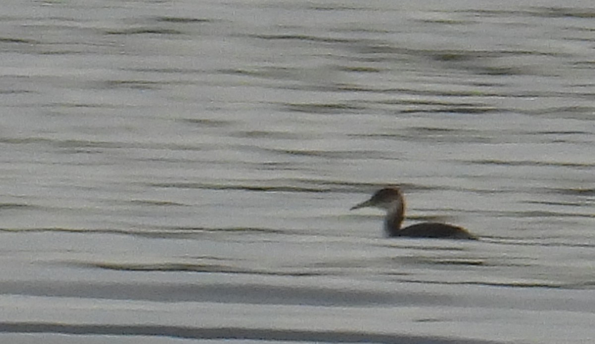 Grèbe jougris - ML644566662