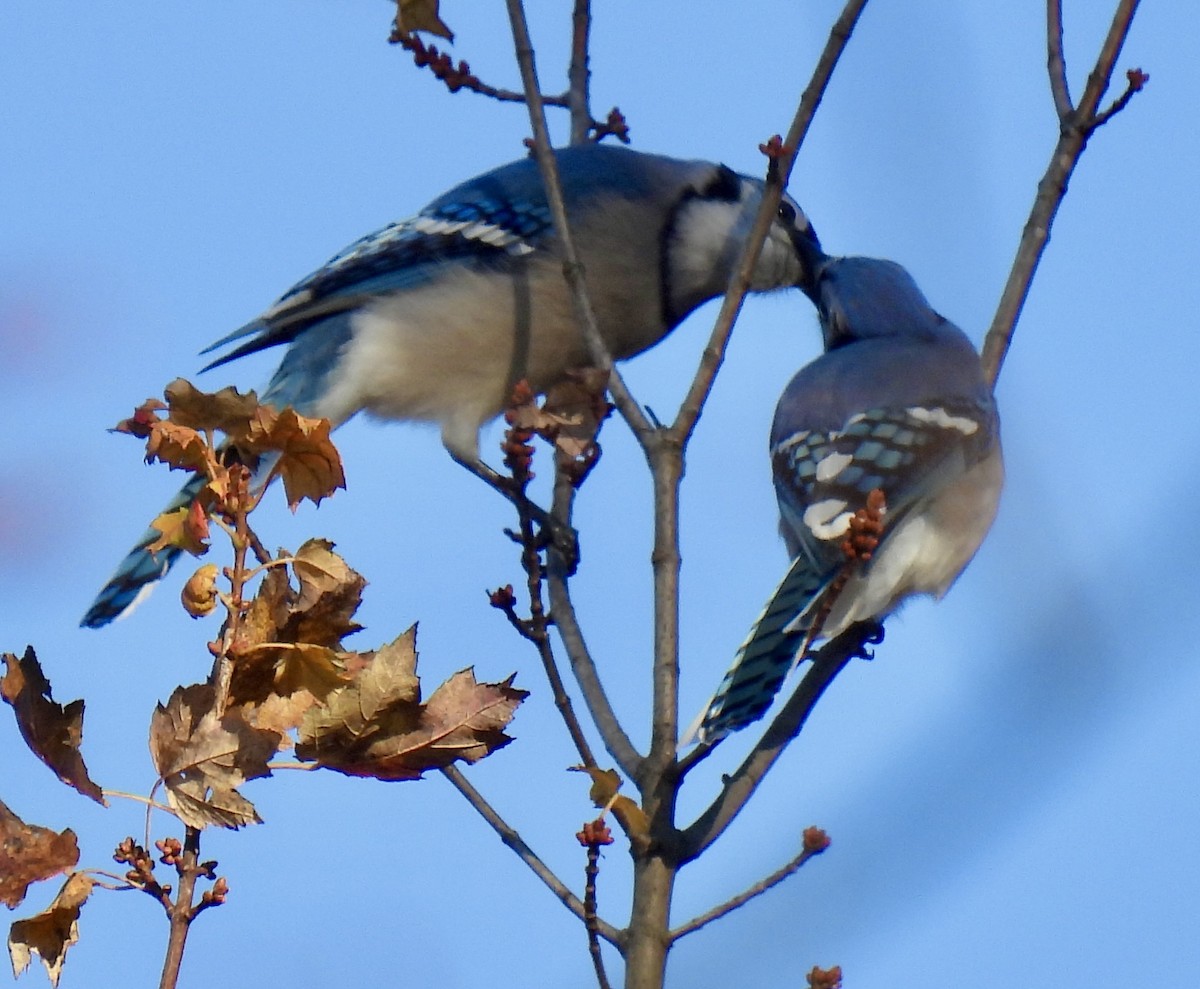 Сизойка блакитна - ML644566665
