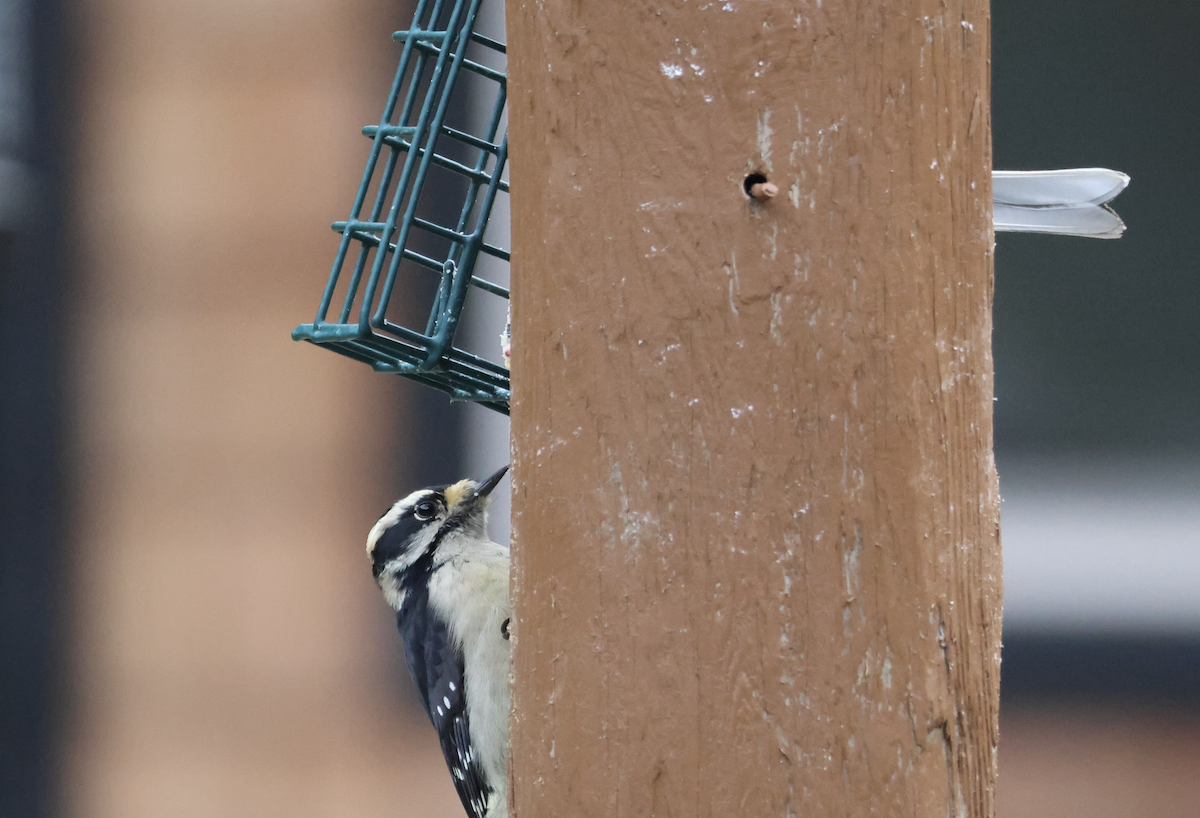 Hairy Woodpecker - ML644566668