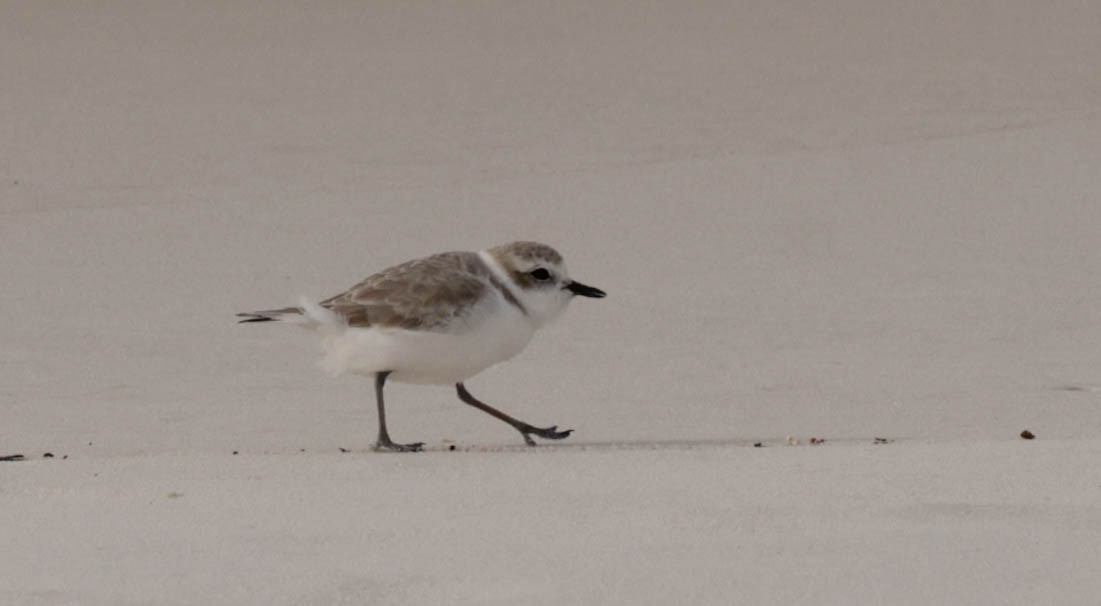 Snowy Plover - ML644566669