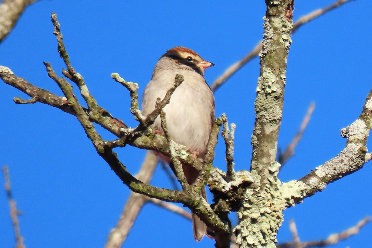 Cırcır Sesli Serçe - ML644566670