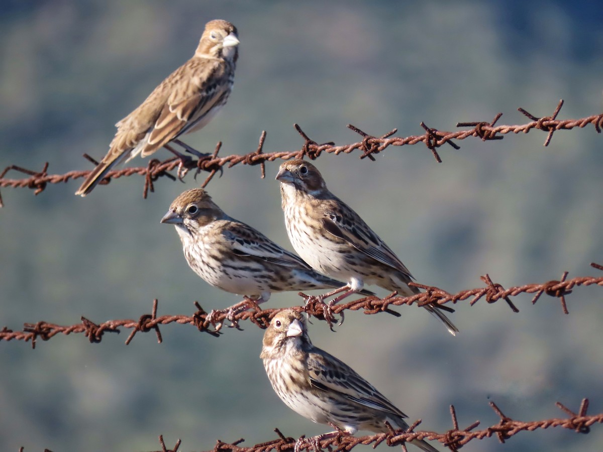 Lark Bunting - ML644566672