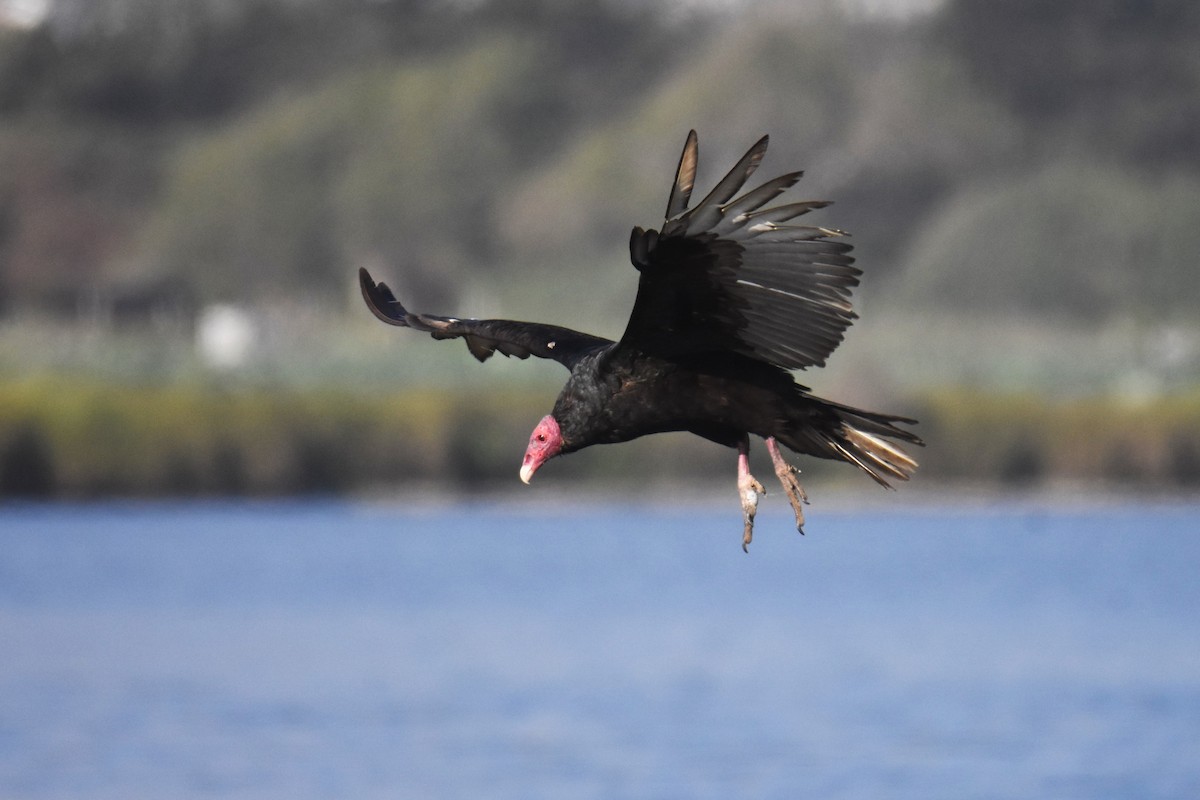 Turkey Vulture - ML644566673