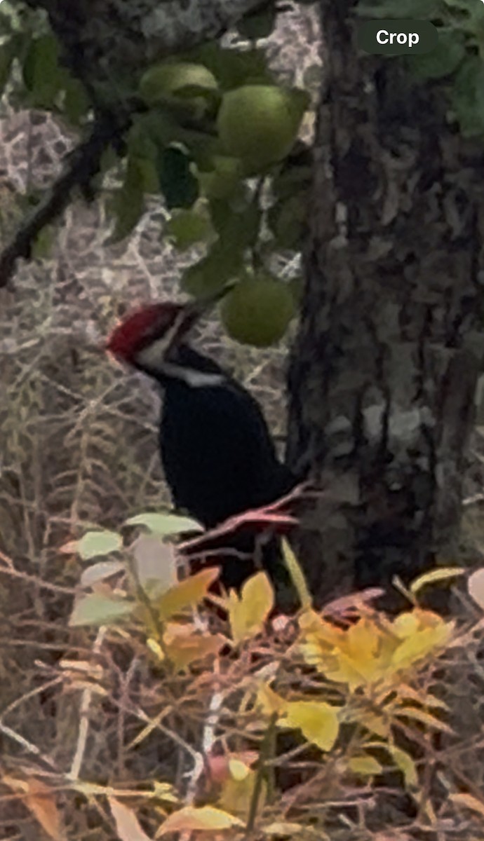 Pileated Woodpecker - ML644566674