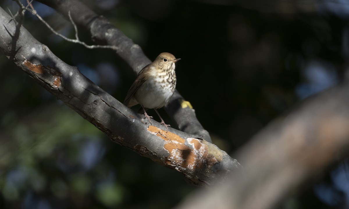Hermit Thrush - ML644566675